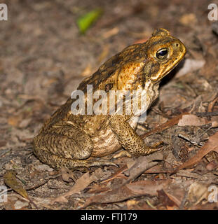 Rohrstock Kröte, Bufo Marinus, ökologische Schädlingsbekämpfung in typischen aufrecht sitzend darstellen mit hellem Auge, unter trockenen Blättern im Garten i8n Queensland Australien Stockfoto