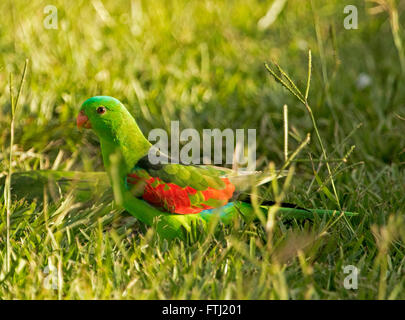 Spektakuläre männliche Australian Red-winged Papagei mit lebendigen grünen und roten Gefieder auf Rasen im Garten Stockfoto