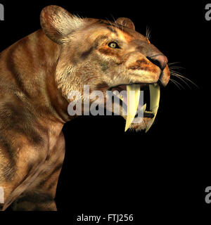 Die Säbelzahn Katze, auch genannt Smilodon war eine große Räuber, die im Eozän bis Pleistozän Epochen im Norden und Süden bin gelebt Stockfoto