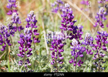 Lupinen in der Blüte. Santa Clara County, Kalifornien, USA Stockfoto