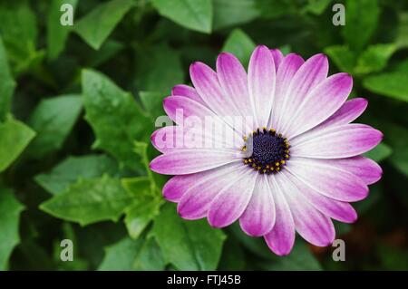 Rosa und lila Herbers Osteospermum Blume in voller Blüte Stockfoto