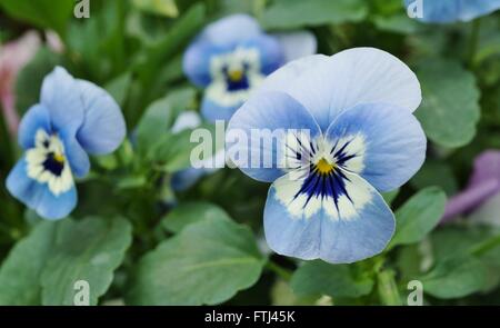 Johnny aufspringen Mini bicolor violette Blume Stockfoto