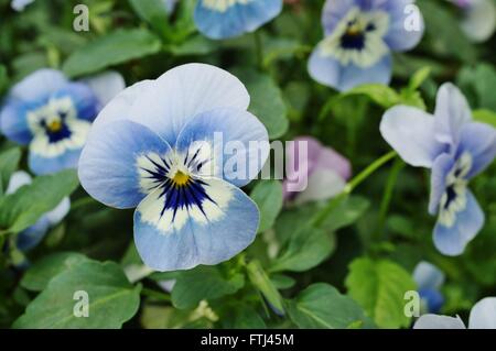 Johnny aufspringen Mini bicolor violette Blume Stockfoto