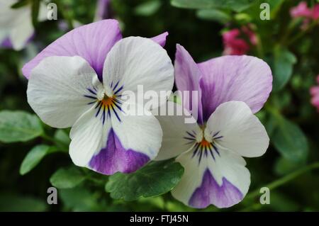 Johnny aufspringen Mini bicolor violette Blume Stockfoto