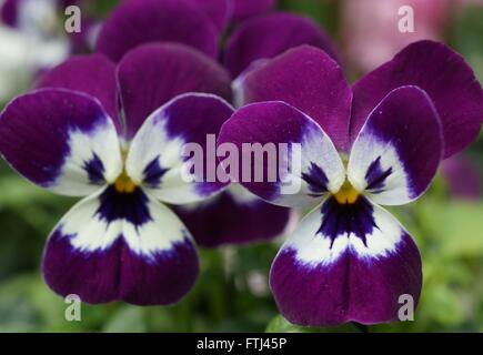 Johnny aufspringen Mini bicolor violette Blume Stockfoto