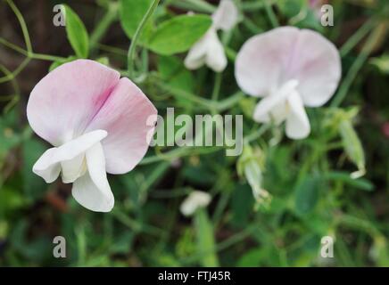 Duftende rosa und weiße duftende Platterbse Blumen Klettern am Rebstock Stockfoto