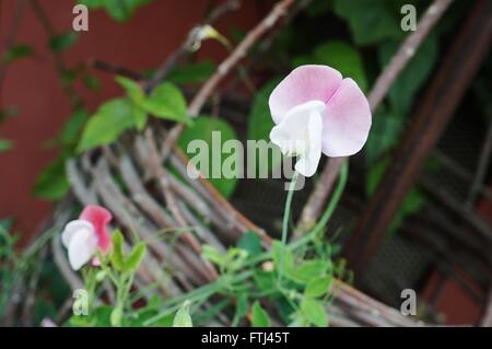 Duftende rosa und weiße duftende Platterbse Blumen Klettern am Rebstock Stockfoto