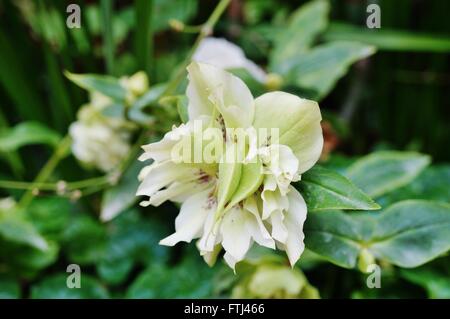 Doppelte weiße Blume des Helleborus-Hybridus (Weihnachten oder Fastenzeit Rose) Stockfoto