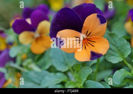 Johnny aufspringen Mini bicolor violette Blume Stockfoto