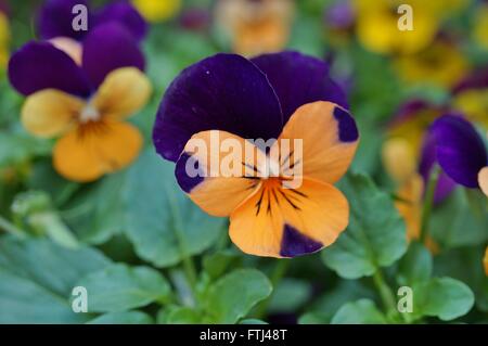 Johnny aufspringen Mini bicolor violette Blume Stockfoto