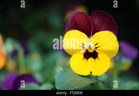 Johnny aufspringen Mini bicolor violette Blume Stockfoto