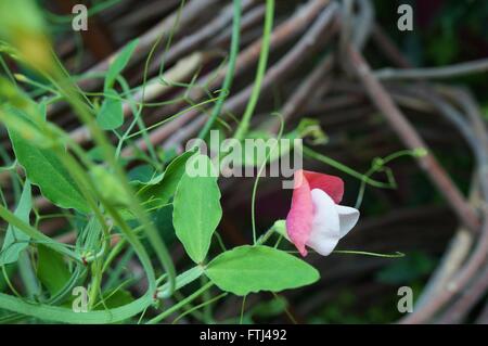 Duftende rosa und weiße duftende Platterbse Blumen Klettern am Rebstock Stockfoto