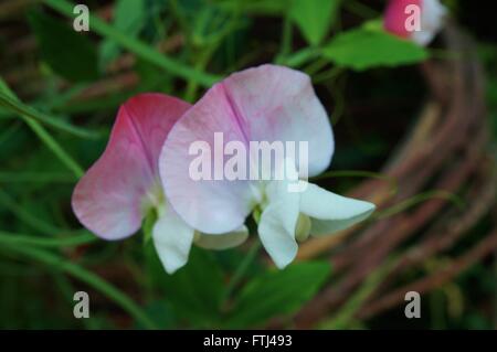 Duftende rosa und weiße duftende Platterbse Blumen Klettern am Rebstock Stockfoto