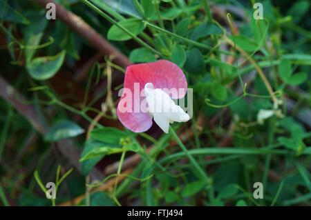 Duftende rosa und weiße duftende Platterbse Blumen Klettern am Rebstock Stockfoto