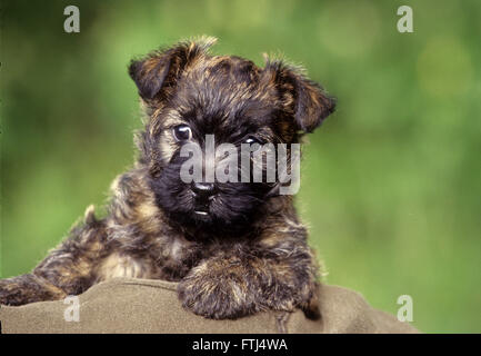 Nahaufnahme von Cairn Terrier Welpen Stockfoto