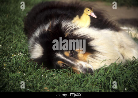 Raue Fell Collie Hund liegend Gras mit Baby Entlein sitzt am Körper des Hundes Stockfoto