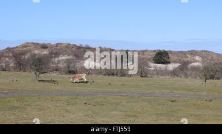 Solitär-Kuh auf breiten und großen Feld, Ernte von FTJ557 Nieuw-Haamstede Schouwen-Duiveland Zeeland Niederlande Europa Stockfoto