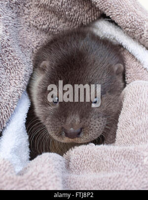 Verwaiste Europäische Otter Cub in Handtuch gewickelt Stockfoto