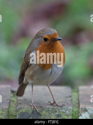 Rotkehlchen, Erithacus Rubecula, sitzen auf Gartenmauer Stockfoto