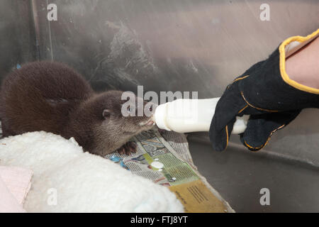 Europäischen Fischotter Lutra Lutra, Waise Flasche Tierarzthelferin gespeist wird Stockfoto