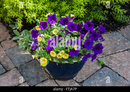 Blumentopf aus lila und gelben Petunia Blumen auf einem Backstein-Terrasse in New Jersey, USA Terrasse Pflanzentöpfe isoliert Frühjahr Container bunte Pflanzung Stockfoto