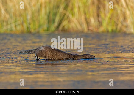 Amerikanischen Mink (Neovison Vison) auf dünnem Eis. Acadia Nationalpark in Maine, USA. Stockfoto