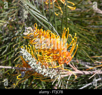 Schöne lange duftende orange Bürsten Grevillea australische Arten ziehen Vögel und Bienen in den Garten und Busch Länder. Stockfoto