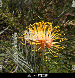 Schöne lange duftende orange Bürsten Grevillea australische Arten ziehen Vögel und Bienen in den Garten und Busch Länder. Stockfoto