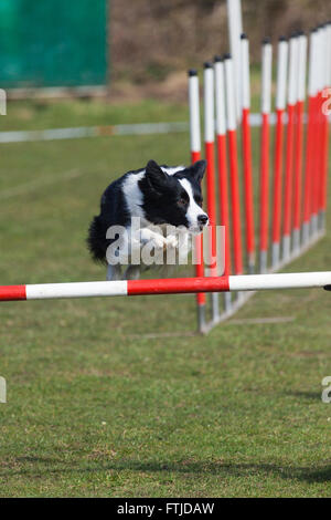 Border-Collie, springen über die Hürde der Agility-Parcours in der Luft gefangen Stockfoto