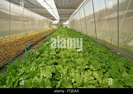 Bio Salat Pakchoi im angebauten Gewächshaus Pflanzen Stockfoto