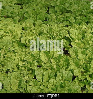 Bio Salat Pakchoi im angebauten Gewächshaus Pflanzen Stockfoto