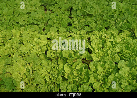 Bio Salat Pakchoi im angebauten Gewächshaus Pflanzen Stockfoto