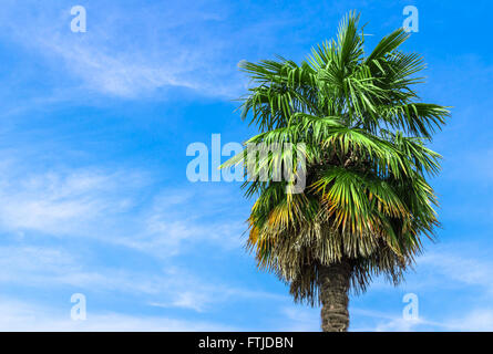 Einzige Palme auf klaren, blauen Himmelshintergrund. Stockfoto