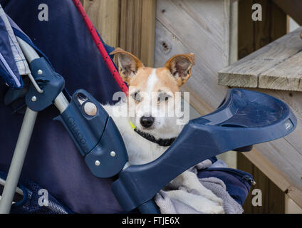 Ein kleiner Hund, Jack Russell Terrier, in einen Kinderwagen außerhalb einer Strandhütte, Bournemouth, Dorset, England, UK ruhen Stockfoto