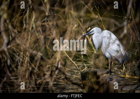 Ein Seidenreiher thront auf der Seite ein See iNewquay, Cornwall. Stockfoto