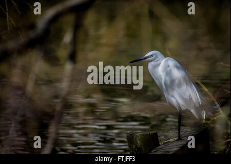 Ein Kleiner Reiher thront auf der Seite von einem See in Newquay, Cornwall. Stockfoto