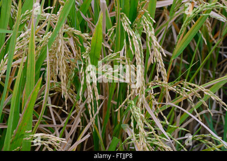 Erntereifer Reis eine Reispflanzen (Oryza Sativa) Im Reisfeld, Munduk, Nordbali, Bali, Indonesien Stockfoto