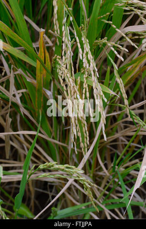 Erntereifer Reis eine Reispflanzen (Oryza Sativa) Im Reisfeld, Munduk, Nordbali, Bali, Indonesien Stockfoto