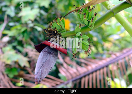 Dessertbanane, Auch Obstbanane, Banane (Musa Paradisiaca), Parthenokarpe, Nordbali, Bali, Indonesien Stockfoto