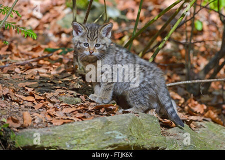 Europäische Wildkatze (Felis Silvestris) Kätzchen Stockfoto