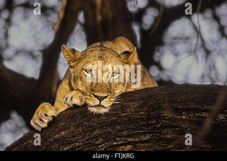 Afrikanischen Löwen ruhen im Baum Stockfoto