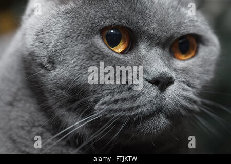 Fang der grauen britische Katze hautnah Stockfoto