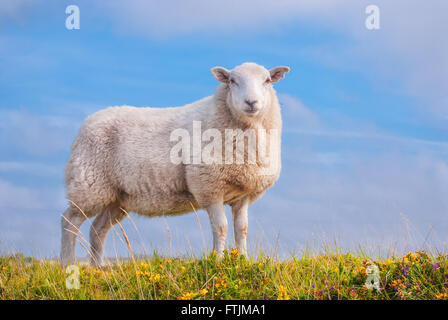 Ein einzelnes Schaf stehend auf ziemlich Gras gegen den blauen Himmel, in die Kamera schaut. Stockfoto