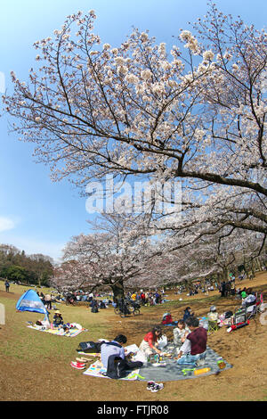 Tokio, Japan. 29. März 2016. Menschen Picknick als erste japanische Kirschblüte in Tokio bringt die Massen in Hikarigaoka Park in Tokio, Japan. Die Kirschblüte ist bekannt als Sakura in Japan und der traditionellen Brauch der Betrachtung der Blumen ist Hanami genannt. Bildnachweis: Paul Brown/Alamy Live-Nachrichten Stockfoto