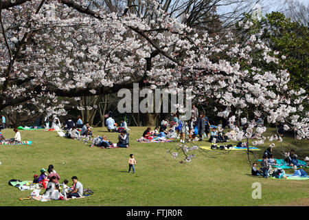 Tokio, Japan. 29. März 2016. Menschen Picknick als erste japanische Kirschblüte in Tokio bringt die Massen in Hikarigaoka Park in Tokio, Japan. Die Kirschblüte ist bekannt als Sakura in Japan und der traditionellen Brauch der Betrachtung der Blumen ist Hanami genannt. Bildnachweis: Paul Brown/Alamy Live-Nachrichten Stockfoto