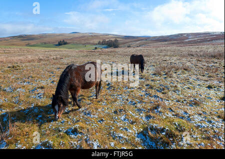 Powys, Wales, UK. 29. März 2016. Welsh Ponys grasen auf das Hochmoor des Bereichs Mynydd Epynt in Powys, nach einem Licht fallen des Schnees letzte Nacht. Bildnachweis: Graham M. Lawrence/Alamy Live-Nachrichten. Stockfoto