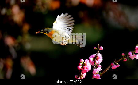 Peking, China. 29. März 2016. Ein Vogel fliegt inmitten Pflaumenblüten in einem Park in Peking, Hauptstadt von China, 29. März 2016. © Liu Xianguo/Xinhua/Alamy Live-Nachrichten Stockfoto