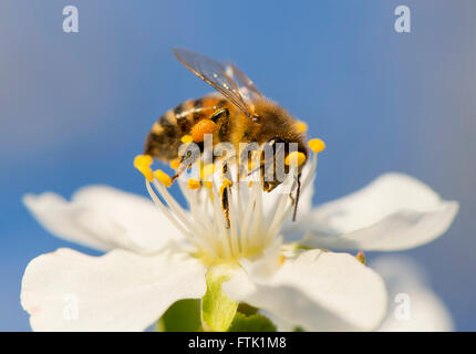 Elkton, Oregon, USA. 29. März 2016. Eine Honigbiene Futter für Nektar auf eine Pflaumenblüte in einem Obstgarten auf einer Farm nahe Elkton im südwestlichen Oregon. © Robin Loznak/ZUMA Draht/Alamy Live-Nachrichten Stockfoto