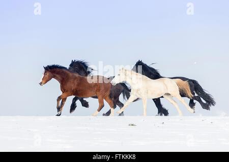 Warmblut. Vier Pferde im Galopp auf einer verschneiten Weide. Deutschland Stockfoto