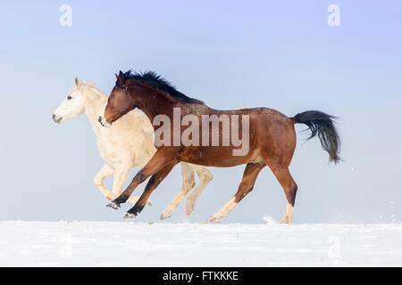 Warmblut. Zwei Pferde im Galopp auf einer verschneiten Weide. Deutschland Stockfoto